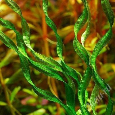 Лот: 233312. Фото: 1. Эхинодорус "Везувий" продам или... Водные растения