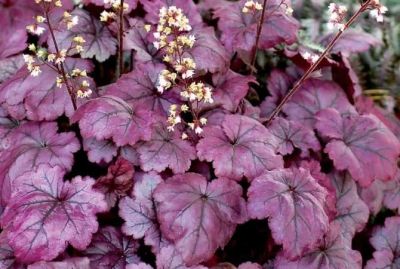 Лот: 11057699. Фото: 1. Гейхера Plum Royal. Садовые цветы