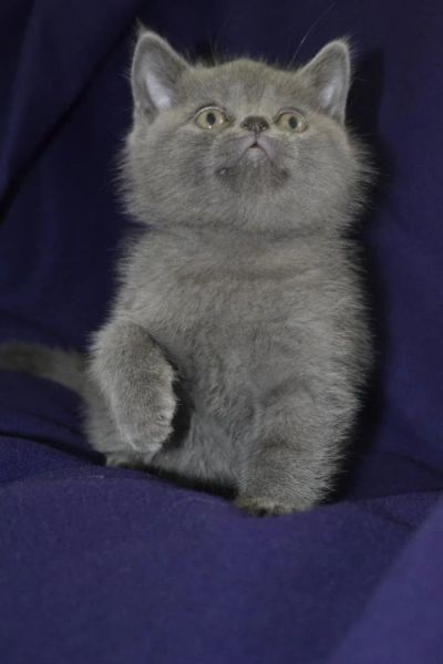 Лот: 4334337. Фото: 1. Британская кошечка. Кошки, котята