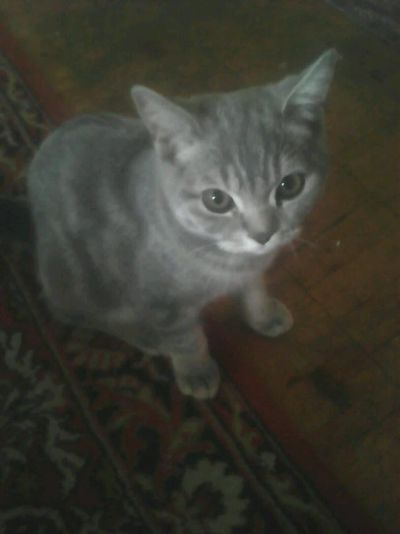 Лот: 9480022. Фото: 1. Британец. Кошки, котята