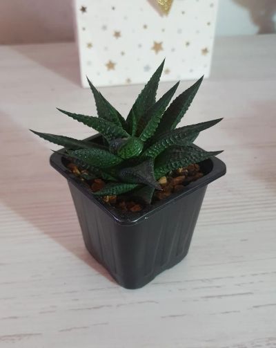 Лот: 19587322. Фото: 1. Хавортия лимолистная (лат. haworthia... Горшечные растения и комнатные цветы
