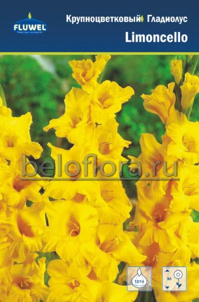Лот: 15770325. Фото: 1. Гладиолус Лимончелло / Limoncello... Садовые цветы