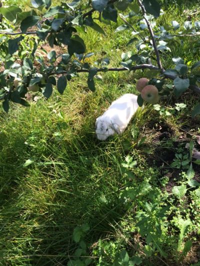 Лот: 8067911. Фото: 1. Кролик декоративный белый вислоухий... Остальные животные