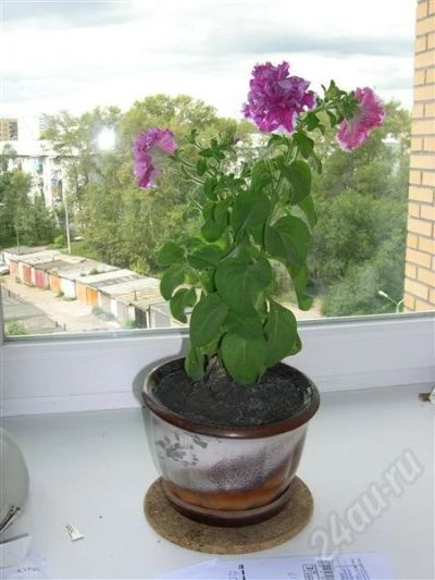 Лот: 457963. Фото: 1. Петуния махровая - кусочек лета... Горшечные растения и комнатные цветы