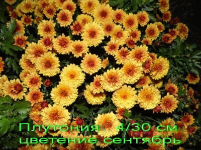 Лот: 7344338. Фото: 1. "Плутония" Хризантем мультифлора. Садовые цветы