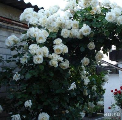 Лот: 13535425. Фото: 1. Роза садовая плетистая белая. Садовые цветы