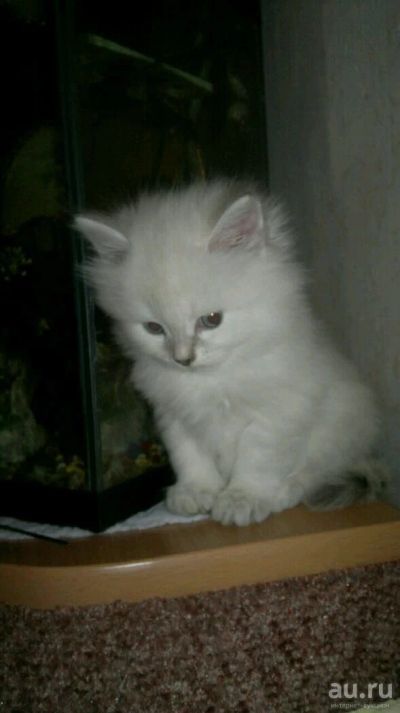 Лот: 10774427. Фото: 1. Невские Маскарадные котята. Кошки, котята