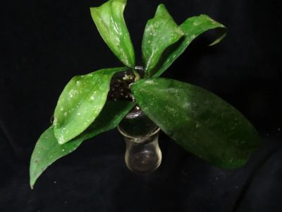 Лот: 16402088. Фото: 1. Хойя-Hoya sp Nong Nooch. Горшечные растения и комнатные цветы