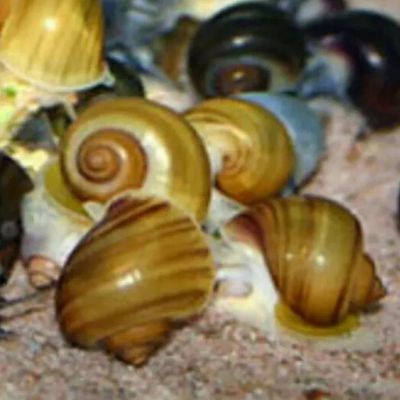 Лот: 20823184. Фото: 1. Ампулярии Коричневые улитки -... Моллюски, ракообразные, кораллы