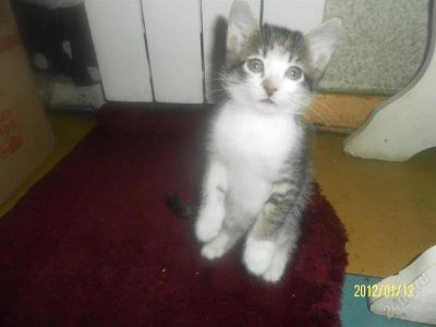 Лот: 1464014. Фото: 1. Отдам котят от сибирской кошки... Кошки, котята