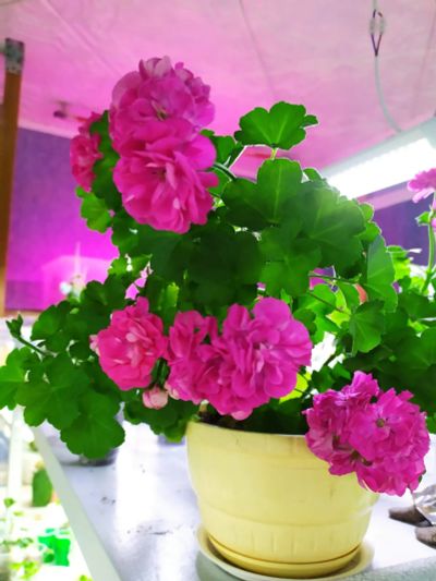 Зональная пеларгония "'Brightstone'" — купить в Красноярске. Горшечные ...