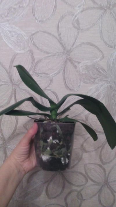 Лот: 11420517. Фото: 1. орхидея фаленопсис (отцвела)цвет... Горшечные растения и комнатные цветы