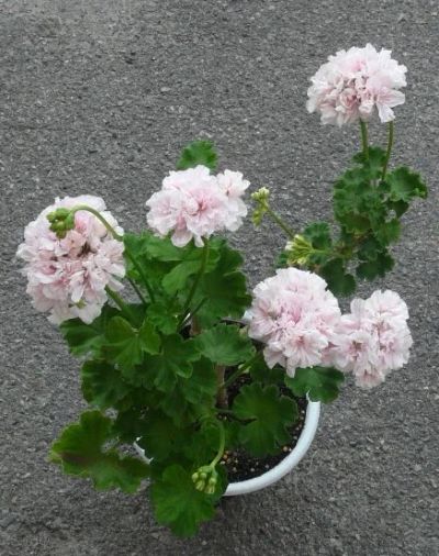 Лот: 9879943. Фото: 1. Пеларгония Granny Barter. Горшечные растения и комнатные цветы