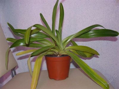 Лот: 1664257. Фото: 1. орхидея пафиопедилюм. Горшечные растения и комнатные цветы