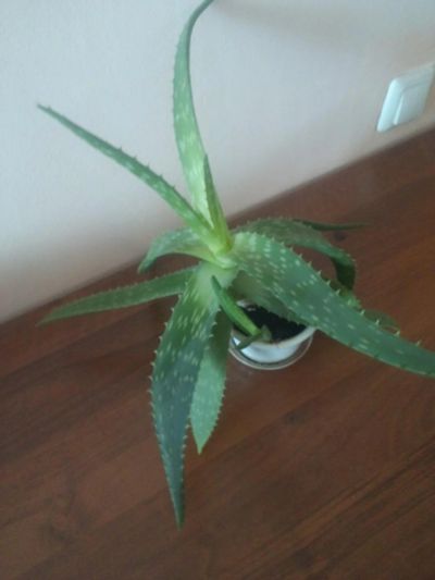 Лот: 7239008. Фото: 1. Алоэ пятнистое (Aloe saponaria... Горшечные растения и комнатные цветы