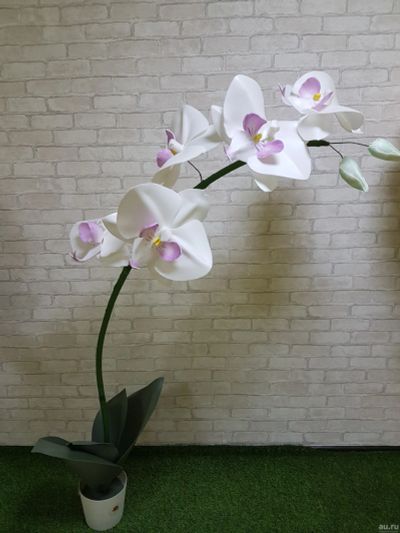 Лот: 12622667. Фото: 1. Орхидея 2 метровая в подарок. Свежие цветы