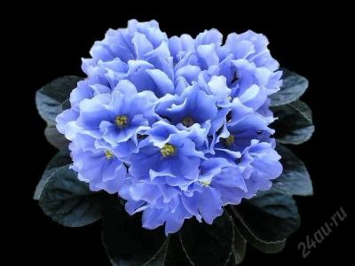 Лот: 5876153. Фото: 1. Фиалка сортовая фиалки Rhapsodie... Горшечные растения и комнатные цветы