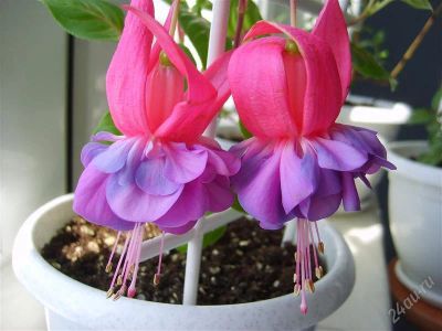 Лот: 810796. Фото: 1. фуксия лиза_( lisa ). Горшечные растения и комнатные цветы