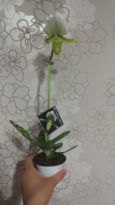 Лот: 16437404. Фото: 1. Орхидея пафиопедилум Мауди. Горшечные растения и комнатные цветы