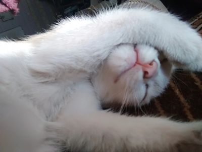 Лот: 16938268. Фото: 1. Кошечка. Кошки, котята