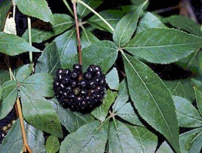 Лот: 5258910. Фото: 1. Элеутерококк (Eleutherococcus... Другое (красота и здоровье)