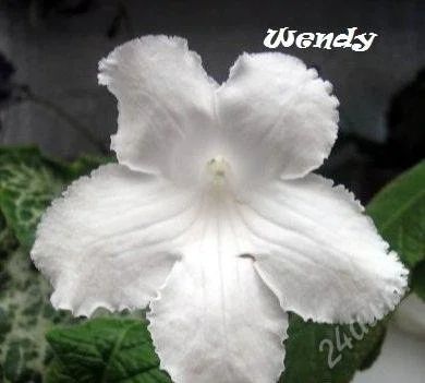 Лот: 2542331. Фото: 1. Стрептокарпус "Wendy" взрослое... Горшечные растения и комнатные цветы