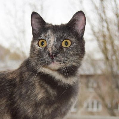 Лот: 8484020. Фото: 1. Кошечка ищет свой дом (желательно... Кошки, котята