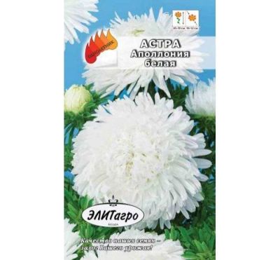 Лот: 11025515. Фото: 1. ЦВ.Астра Аполлония белая. Садовые цветы