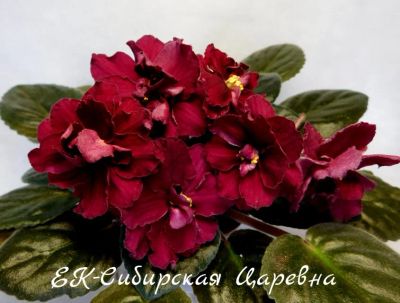 Лот: 5208599. Фото: 1. Фиалка сортовая ЕК - Сибирская... Горшечные растения и комнатные цветы