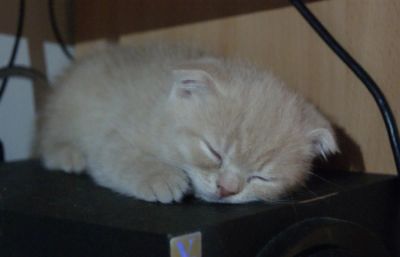 Лот: 3860309. Фото: 1. Шотландский вислоухий кремовый... Кошки, котята