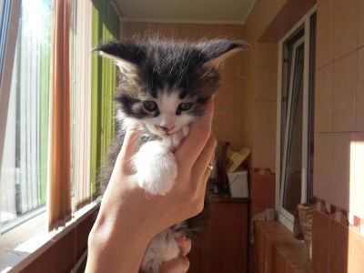 Лот: 5886607. Фото: 1. Котенок Мейн-Кун кошка черный... Кошки, котята