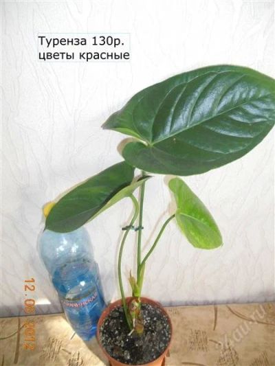 Лот: 1883729. Фото: 1. Антуриум Туренза.. Горшечные растения и комнатные цветы