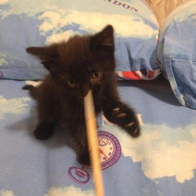 Лот: 6938225. Фото: 1. Подарю котят. Другое (животные и уход)