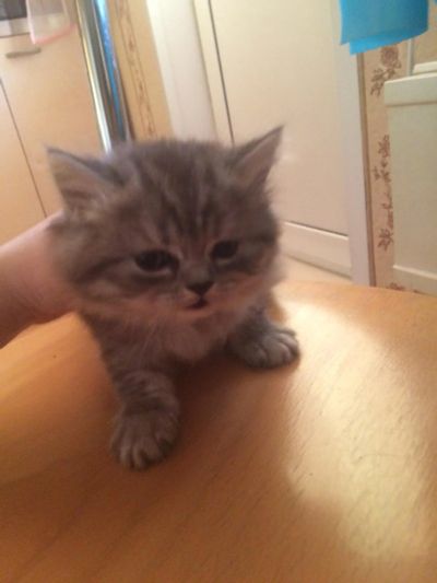 Лот: 11162375. Фото: 1. Британец Вискас. Кошки, котята