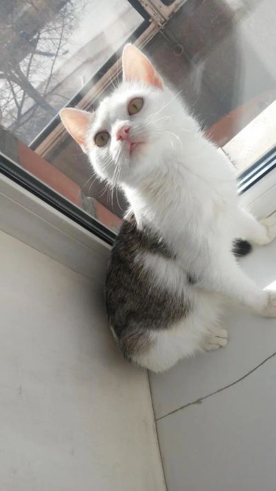 Лот: 9442964. Фото: 1. Котик. Кошки, котята