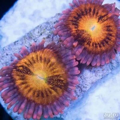 Лот: 11326831. Фото: 1. Зоантус Сакура. Моллюски, ракообразные, кораллы