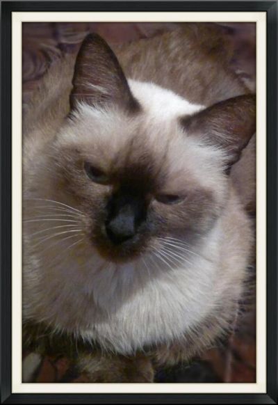 Лот: 4968040. Фото: 1. Кошка (кошечка) ищет своего любимого... Кошки, котята