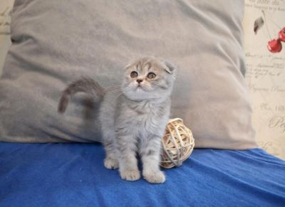 Лот: 7332676. Фото: 1. Кошечка вислоушечка. Кошки, котята