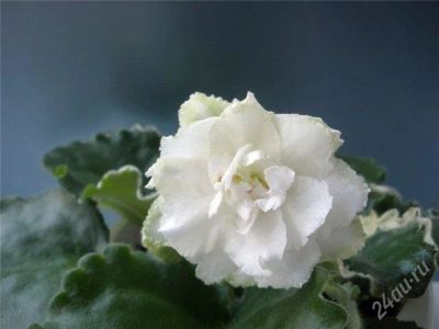 Лот: 1284493. Фото: 1. Фиалка Cool Mint. Горшечные растения и комнатные цветы