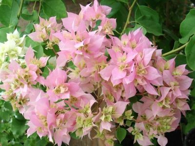 Лот: 10252663. Фото: 1. Бугенвиллия махровая "Double Pink... Горшечные растения и комнатные цветы