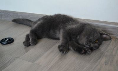 Лот: 8449500. Фото: 1. Котенок ищет дом!. Кошки, котята