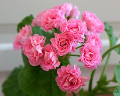Лот: 14626075. Фото: 1. Пеларгония Australien pink rosebud. Горшечные растения и комнатные цветы