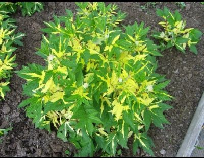 Лот: 16004352. Фото: 1. Лабазник Variegata. Пряные, лекарственные растения и зелень