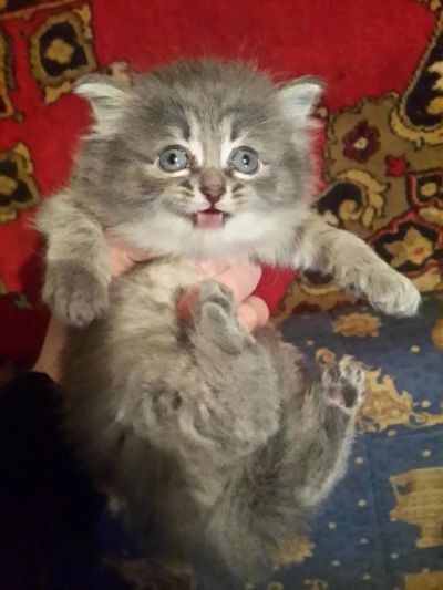 Лот: 9426814. Фото: 1. Котенок. Кошки, котята