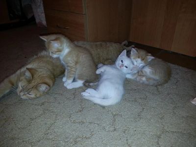 Лот: 3382619. Фото: 1. Рыжие белые котята (котёнок). Кошки, котята