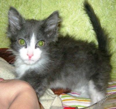 Лот: 1553941. Фото: 1. Отдам котика 2 месяца. Кошки, котята
