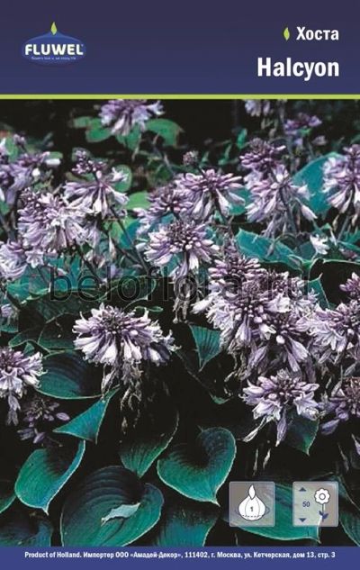 Лот: 15769127. Фото: 1. Хоста Halcyon, 1 корень. Садовые цветы