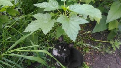Лот: 14068705. Фото: 1. Котята. Кошки, котята
