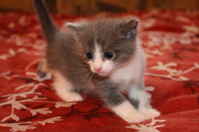 Лот: 4076874. Фото: 1. _КоТяТа. Кошки, котята