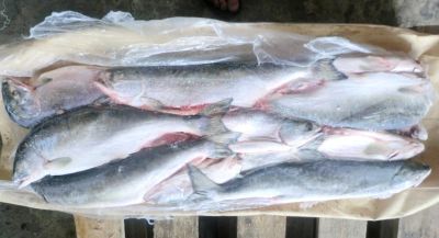 Лот: 10069931. Фото: 1. Кета с/м ПСГ. Икра, рыба, морепродукты